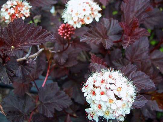 Пухироплідник калинолистий Саммер Вайн