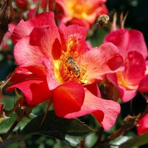 Ян Артюс Бертран  (Yann Arthus-Bertrand)