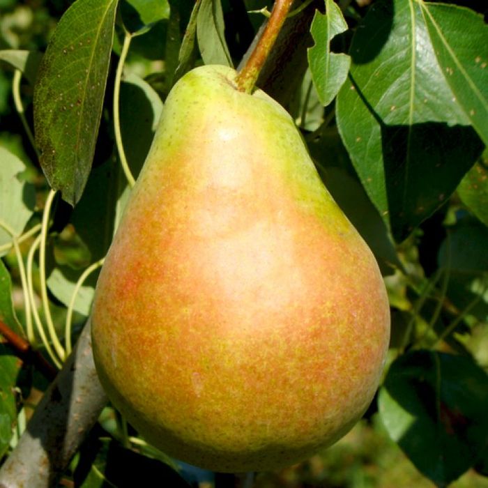 Професор Любочко 2х річні