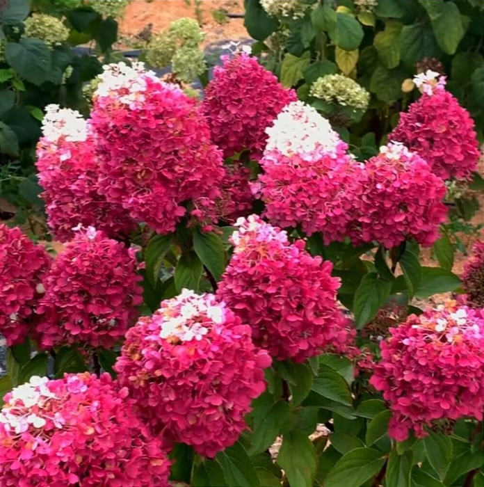 Гортензія волотиста Строуберрі Блоссом (Strawberry Blossom)2 річна