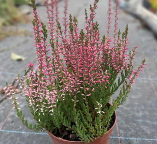 Верес  Selma 0.5 л