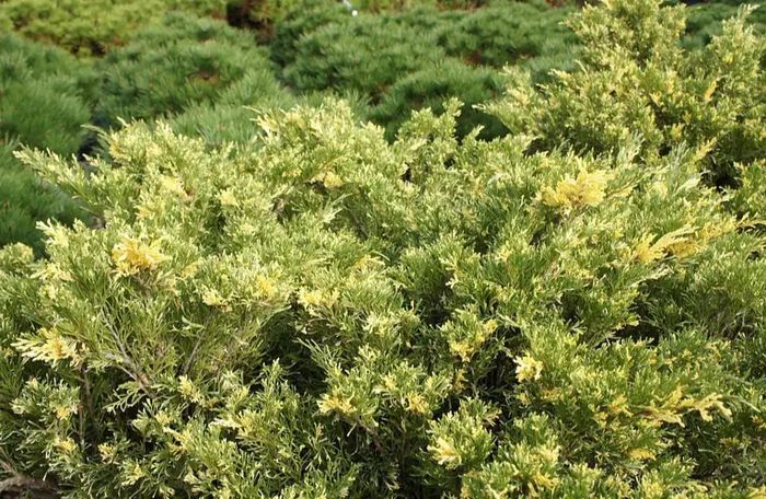 Ялівець Варієгата С2