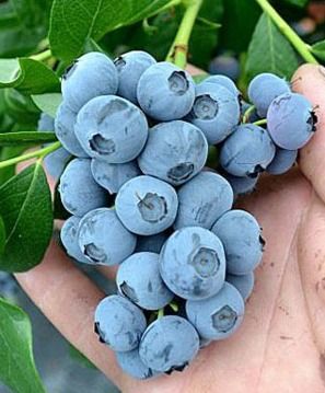 Патріот (середньо-рання) 2 л