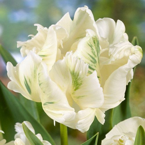 Тюльпан Папуговий Super Parrot 10/11