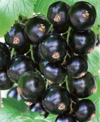 Ювілейна Копаня