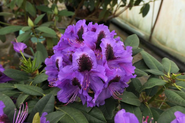 Peter Alan (Пітер Алан) 3 річні