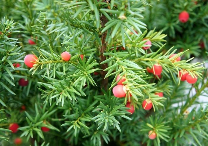 Тис середній Хіксі С2