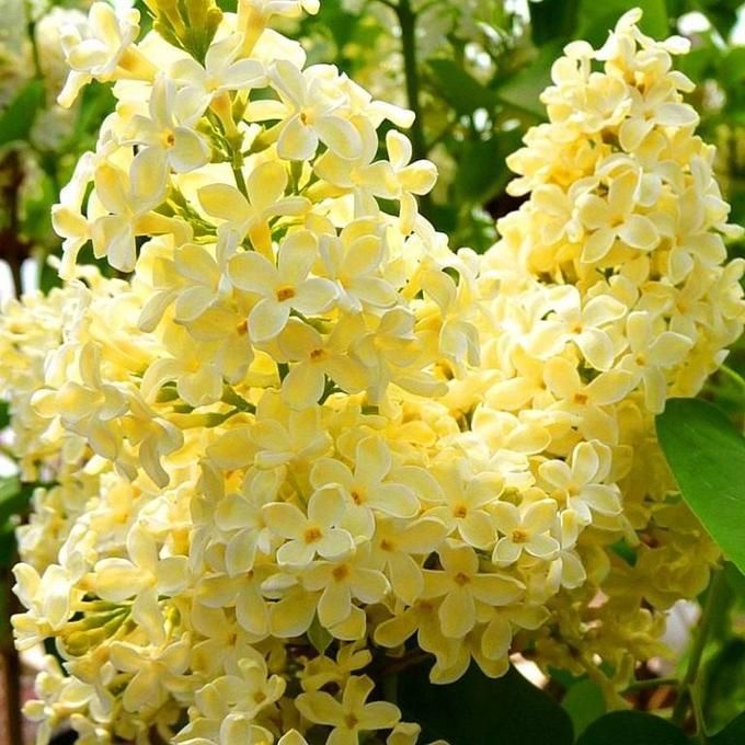 Бузок Праймроуз (жовтий)